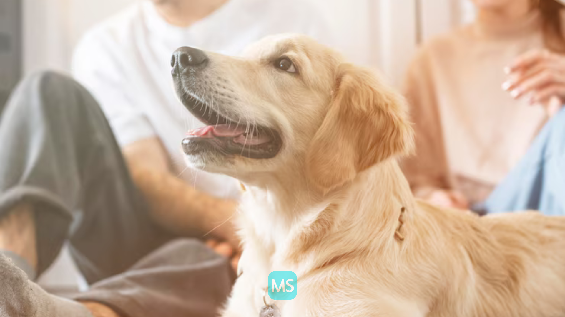 Best Family Dog Breeds: Kid-Friendly, Friendly & Loyal