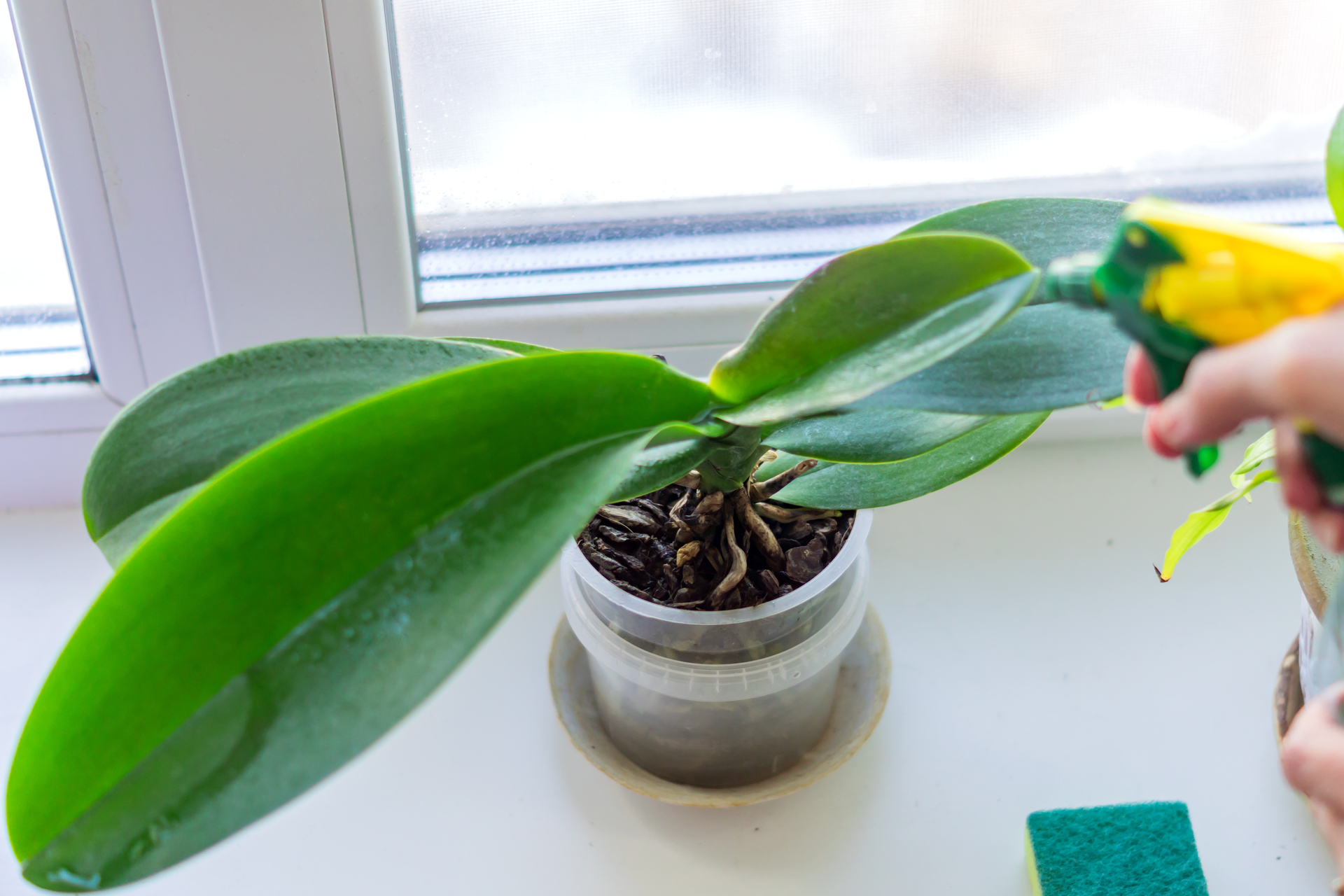 Why Are My Orchid Leaves Turning Yellow? 9 Causes and Fixes
